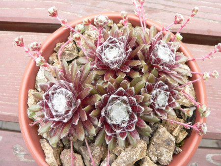 Sempervivum arachnoideum ´Snow Baby´